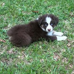 Bourbon - Red tri male Miniature Australian Shepherd puppy in Lyman, Mississippi from Bayou Blues Farm