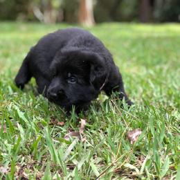 German Shepherd Puppies from Zwinger vom Schneider Wald