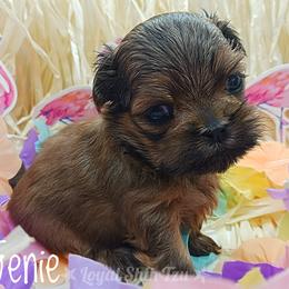 Shih Tzu Puppies from Loyal Shih Tzu