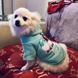 Anna - White female Pomeranian puppy in St. Louis, Missouri from Saint Louis Pomeranian babies