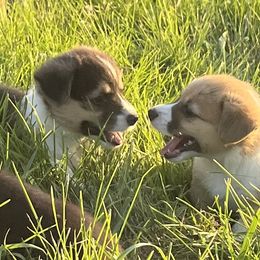Bella - Red female Pembroke Welsh Corgi puppy in Bode, Iowa from The Blessed Herd