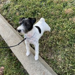 Parson Russell Terrier All Grown Up from Hanford Hills Terriers