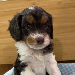 Cookie - Tri-color Cavapoo puppy in Rigby, Idaho from Beagles and Beyond, LLC