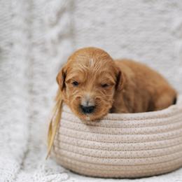 White collar girl - Belle - Red  female Goldendoodle puppy in Duncan, South Carolina from Abner Creek Poodles & Doodles