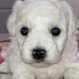 Puppy - White male Bichon Frise puppy in Greenville, South Carolina from Almaza Bichons