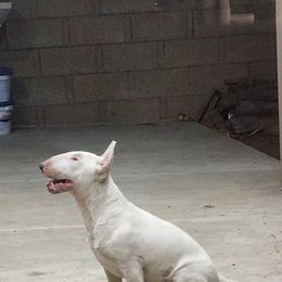 Bull Terrier Puppies from LSDBULLS