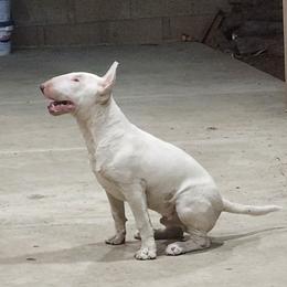 Bull Terrier Puppies from LSDBULLS