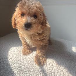 Thea - Apricot female Maltipoo puppy in Delran, New Jersey from HMH’s Maltipoos & Cavaliers