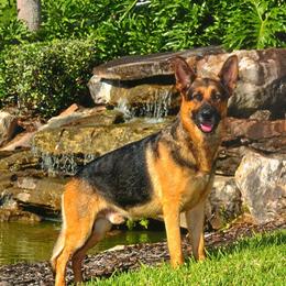 German Shepherds from The Lord's Shepherds