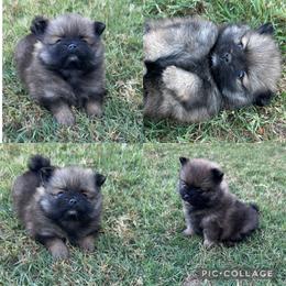 Pomeranians from Ooh- la-la Poms/Frenchies