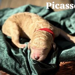 Picasso - Apricot male Poodle puppy in Brooksville, Florida from Ariella Standard Poodles & Chinese Cresteds