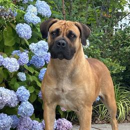 Asante - Boerboel