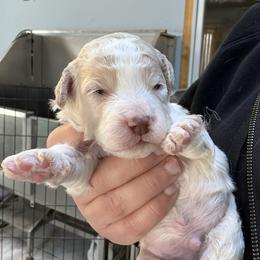 Brown Boy - Orange male Lagotto Romagnolo puppy in Chicago, Illinois from Midwest Lagotto Romagnolo