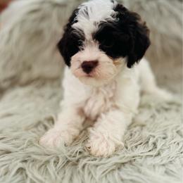 Troy - Chocolate and white male Havapoo puppy in Natural Bridge, Virginia from Rockbridge Puppies