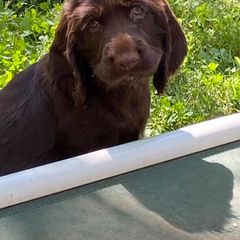 Field Spaniel Puppies from Catera Field Spaniels