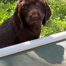 Field Spaniel Puppies from Catera Field Spaniels