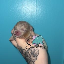 Russell- 4800.00 dollars - Lavender male Pomeranian puppy in Perry County, Ohio from Speechless Pom’s