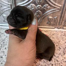 Yellow collar - Silver female Pug puppy in Tucson, Arizona from Furever Friends