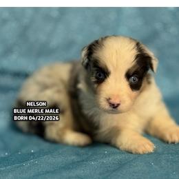 Nelson - Blue merle male Australian Shepherd puppy in Bethany, Connecticut from Wynter Thyme Manor Australian shepherds