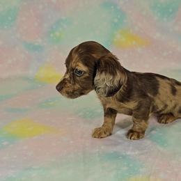 Dachshund Puppies from Newbern's Nuggets