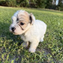 Ruby - White female Havanese puppy in Cadwell, Georgia from Hashtag Havenese