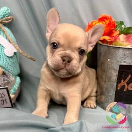 Keepsake - Fawn male French Bulldog puppy in Bowman, Georgia from Companion Creek Farm
