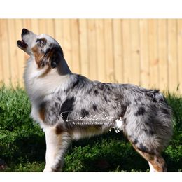 Everest  - Australian Shepherd