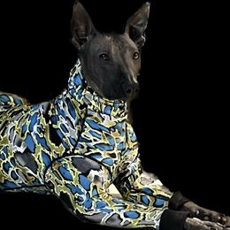 Lady Godiva (Lady G) - Xoloitzcuintli