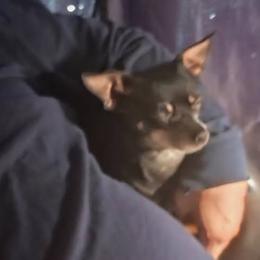 Teddy - Chihuahua