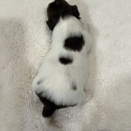 Shih Tzu Puppies from Lux Shih Tzu of New England