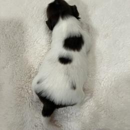 Shih Tzu Puppies from Lux Shih Tzu of New England