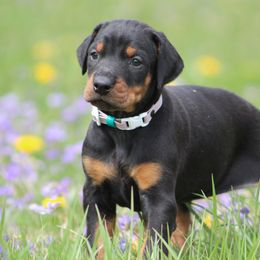 Doberman Pinscher and Giant Schnauzer Puppies from 32 Farms