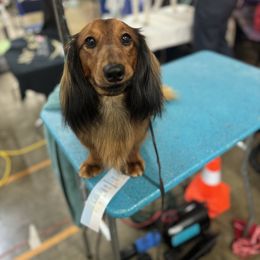 Dachshunds and Pembroke Welsh Corgis from Polly’s Farm