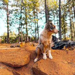 Indi - Blue merle female Miniature Australian Shepherd puppy in Shingletown, California from Whiskeytown Aussies
