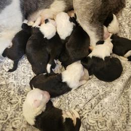Grey collar - Gray and white female Old English Sheepdog puppy in Smallett, Missouri from Chasin Angus Sheepdogs