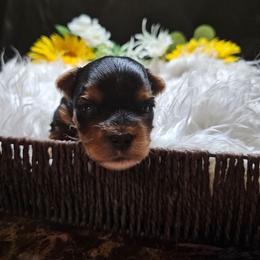 Twyla - Black and tan female Yorkshire Terrier puppy in Moses Lake, Washington from Harmony Hills Yorkies