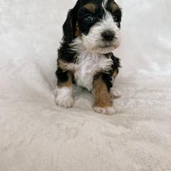 Australian Mountain Doodle, Bernedoodle, and Bernese Mountain Dog Puppies from Berns & Doodles