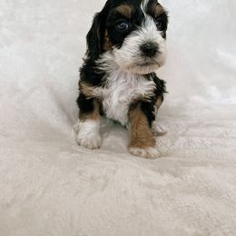 Australian Mountain Doodle, Bernedoodle, and Bernese Mountain Dog Puppies from Berns & Doodles
