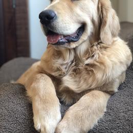 Dachshund and Golden Retriever All Grown Up from Grove Haven Canines