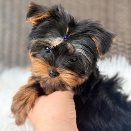 Holly - Black and tan female Yorkshire Terrier puppy in Liberty, Texas from Tiny Yorkshire pups