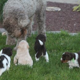 Australian Labradoodle Puppies from All About Love Australian Labradoodles