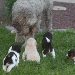 Australian Labradoodle Puppies from All About Love Australian Labradoodles