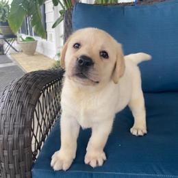 Loving and cuddly girl. - Yellow female Labrador Retriever puppy in Maynardville, Tennessee from Three Bears Labradors