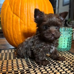 Boy 1 - Liver male Yorkshire Terrier puppy in Lafayette, Georgia from Berggipfel Yorkies