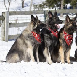 Shiloh Shepherd All Grown Up from NewMoon Shiloh Shepherds