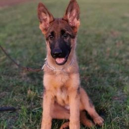 German Shepherd Puppies from vom Haus am Lerchenweg