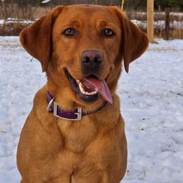 River - Labrador Retriever