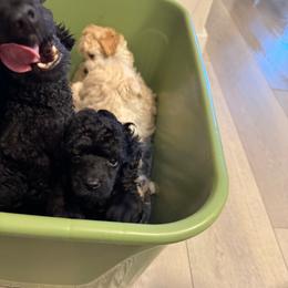 Black Male - Black male Poodle puppy in Jersey City, New Jersey from JuVar Standard Poodles