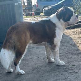Fisher - Saint Bernard