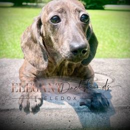 Nelly - Brindle female Dachshund puppy in Washington, North Carolina from Elegant Dachshunds-Eledox